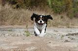 CAVALIER KING CHARLES 045